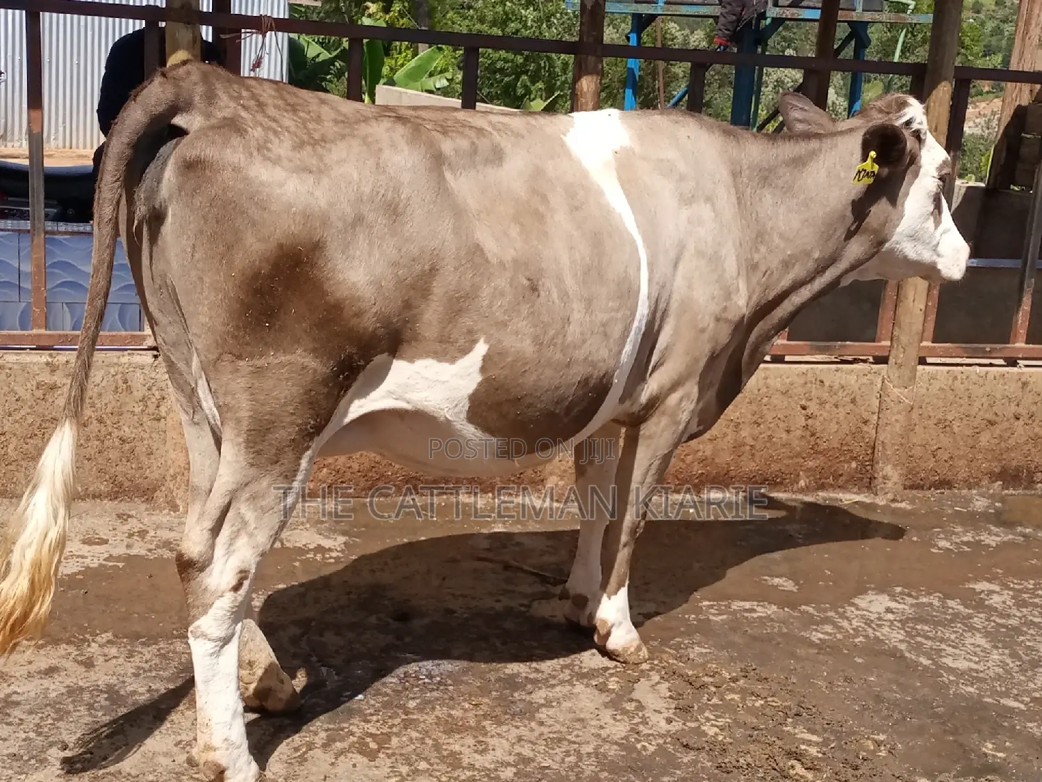 Pedigree Fleckview Dairy Cow