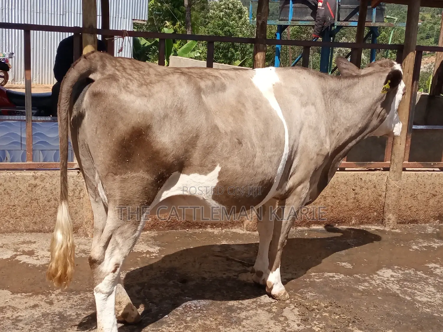 Pedigree Fleckview Dairy Cow
