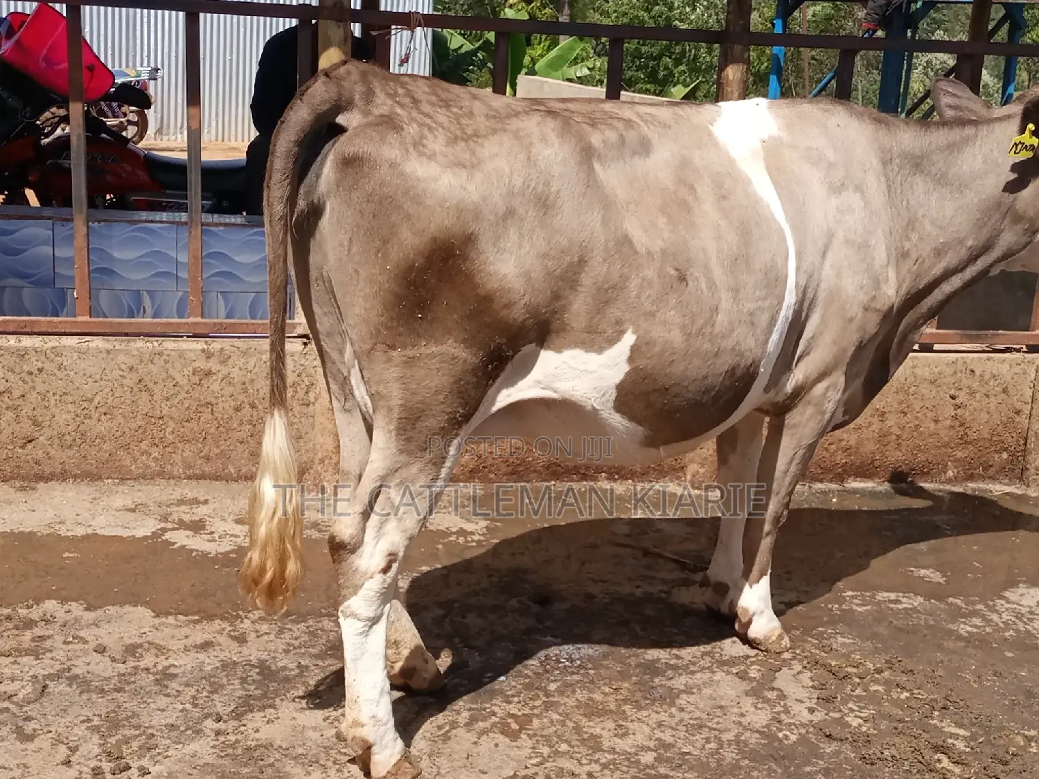 Pedigree Fleckview Dairy Cow