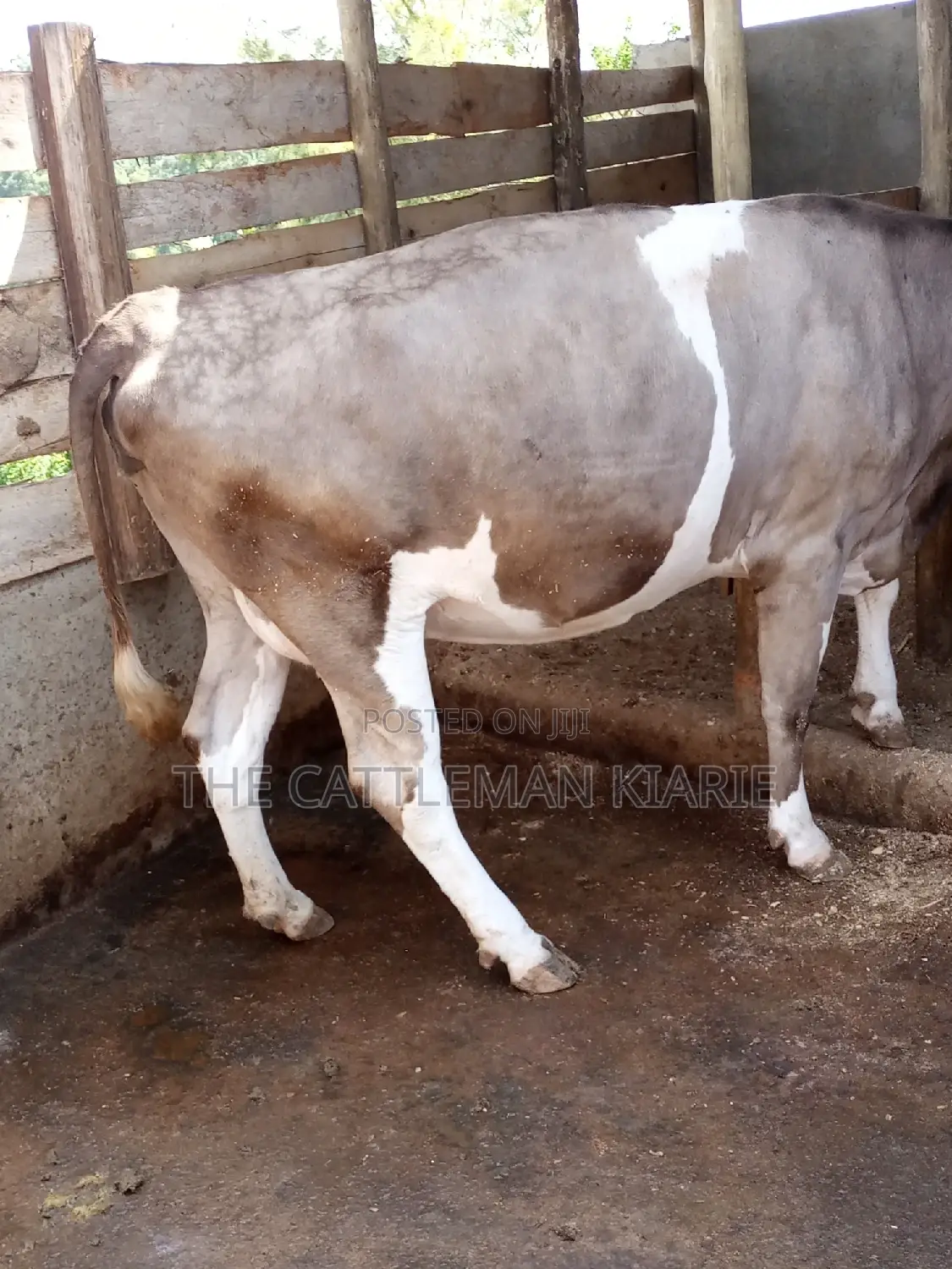 Pedigree Fleckview Dairy Cow