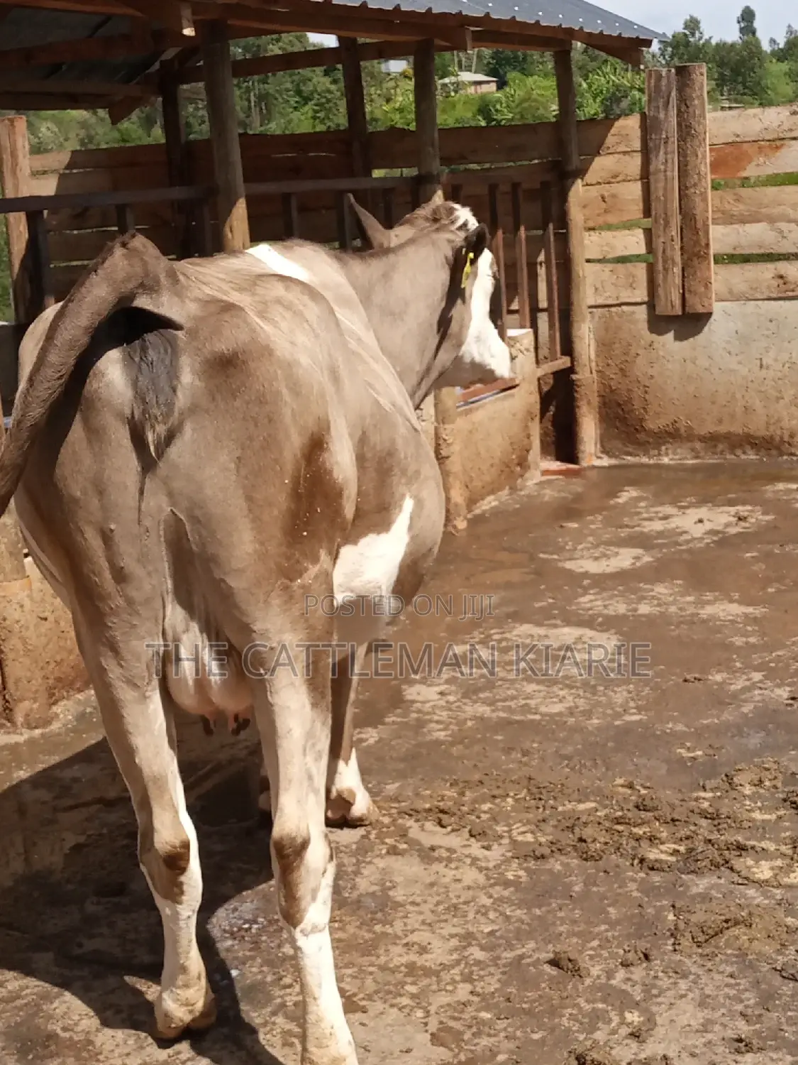 Pedigree Fleckview Dairy Cow