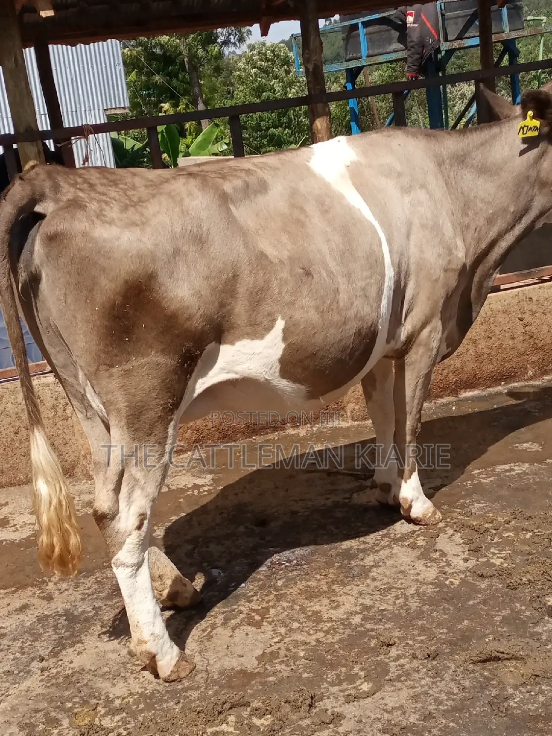 Pedigree Fleckview Dairy Cow