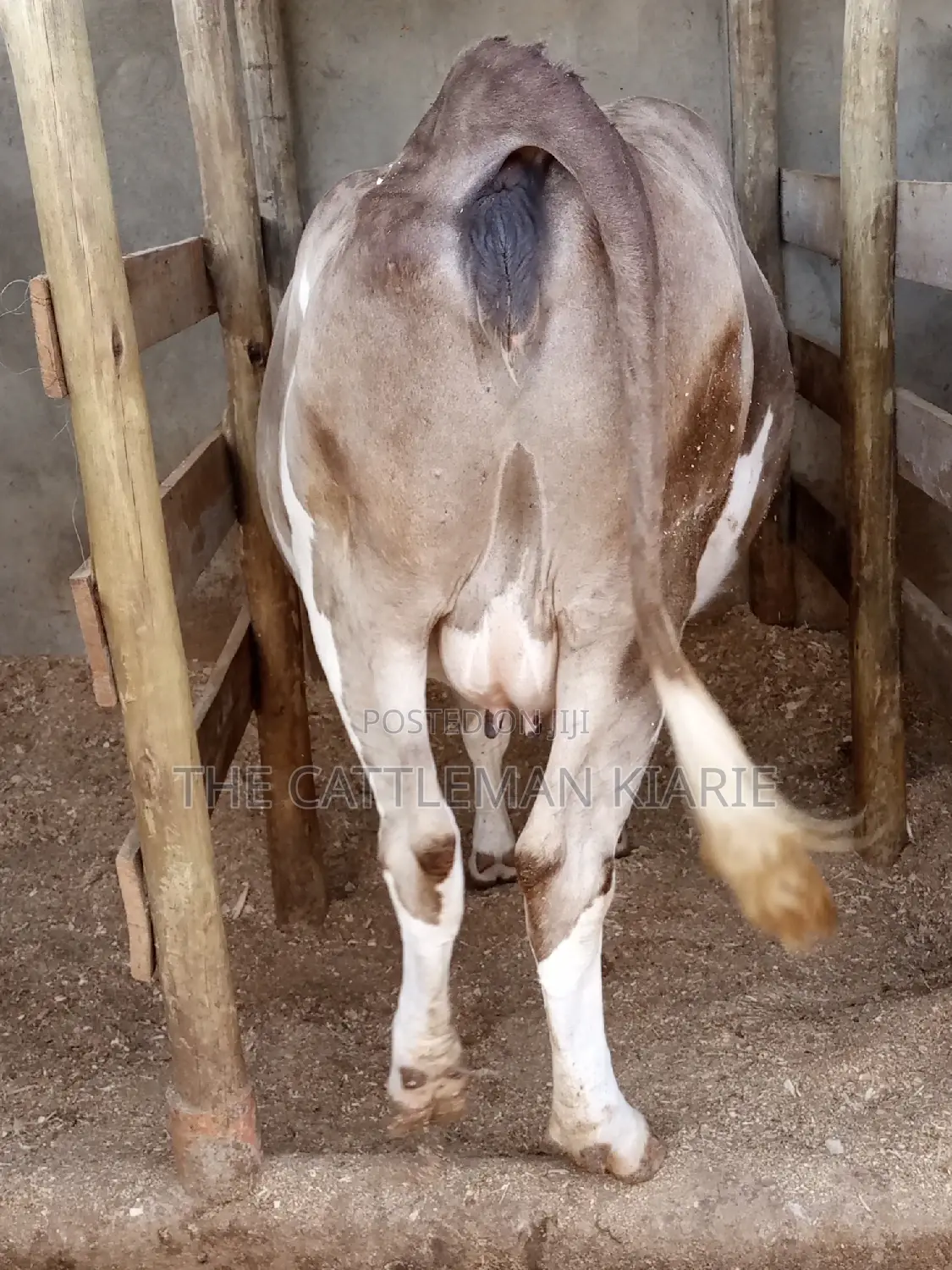 Pedigree Fleckview Dairy Cow