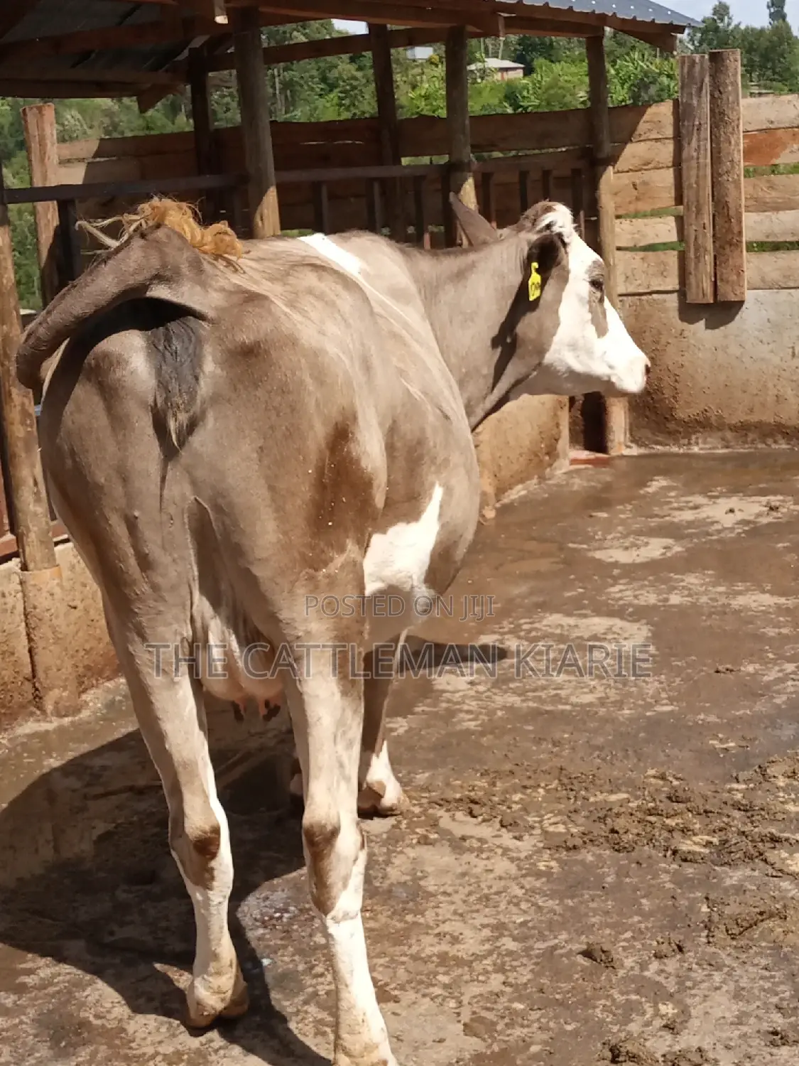 Pedigree Fleckview Dairy Cow