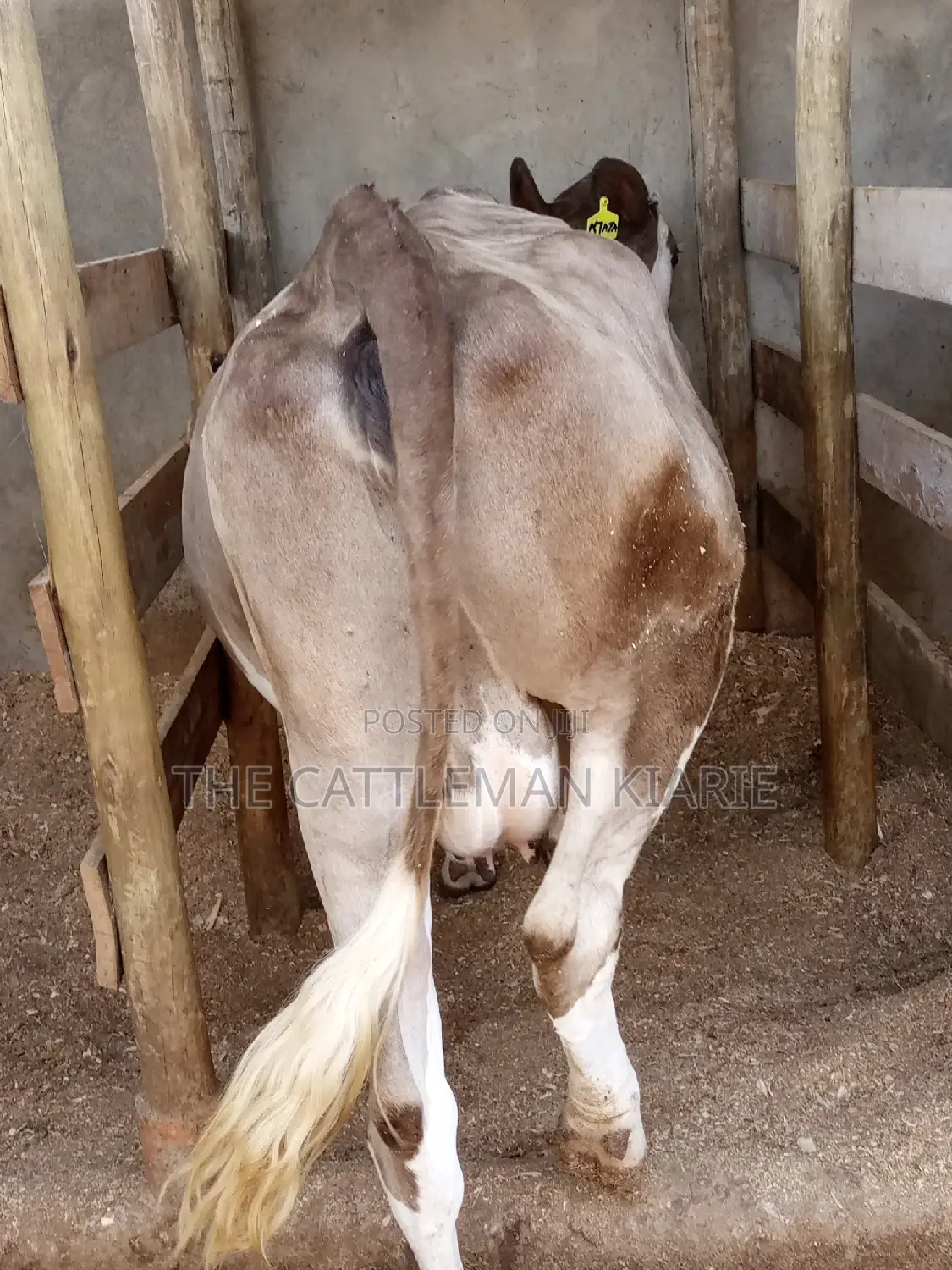 Pedigree Fleckview Dairy Cow