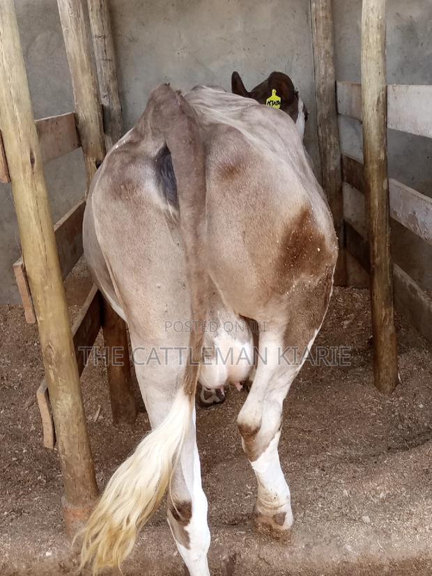 Pedigree Fleckview Dairy Cow - thumbnail 13