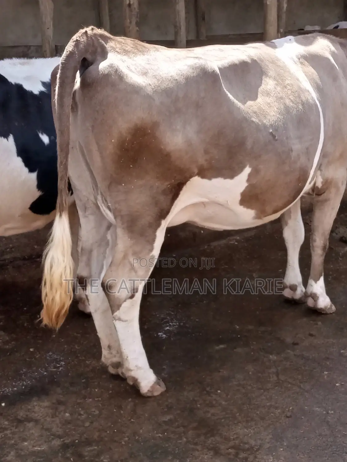 Pedigree Fleckview Dairy Cow