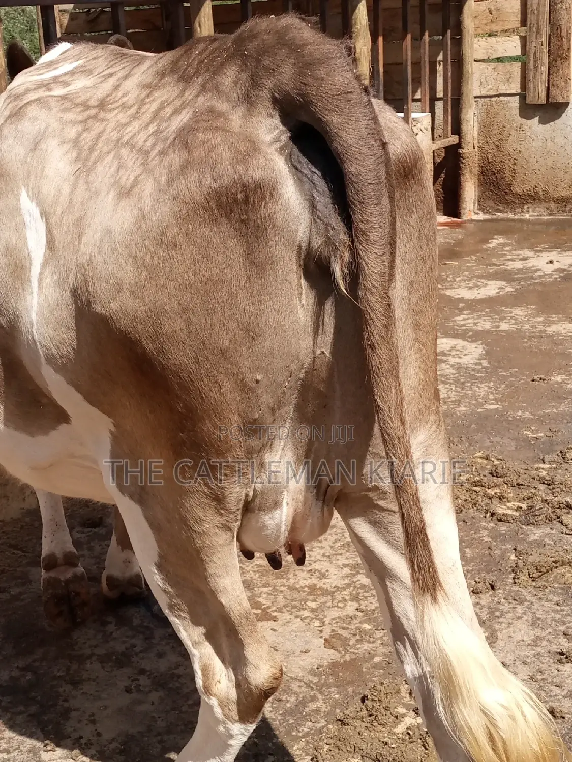 Pedigree Fleckview Dairy Cow