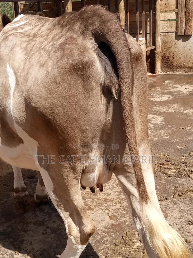 Pedigree Fleckview Dairy Cow - thumbnail 16