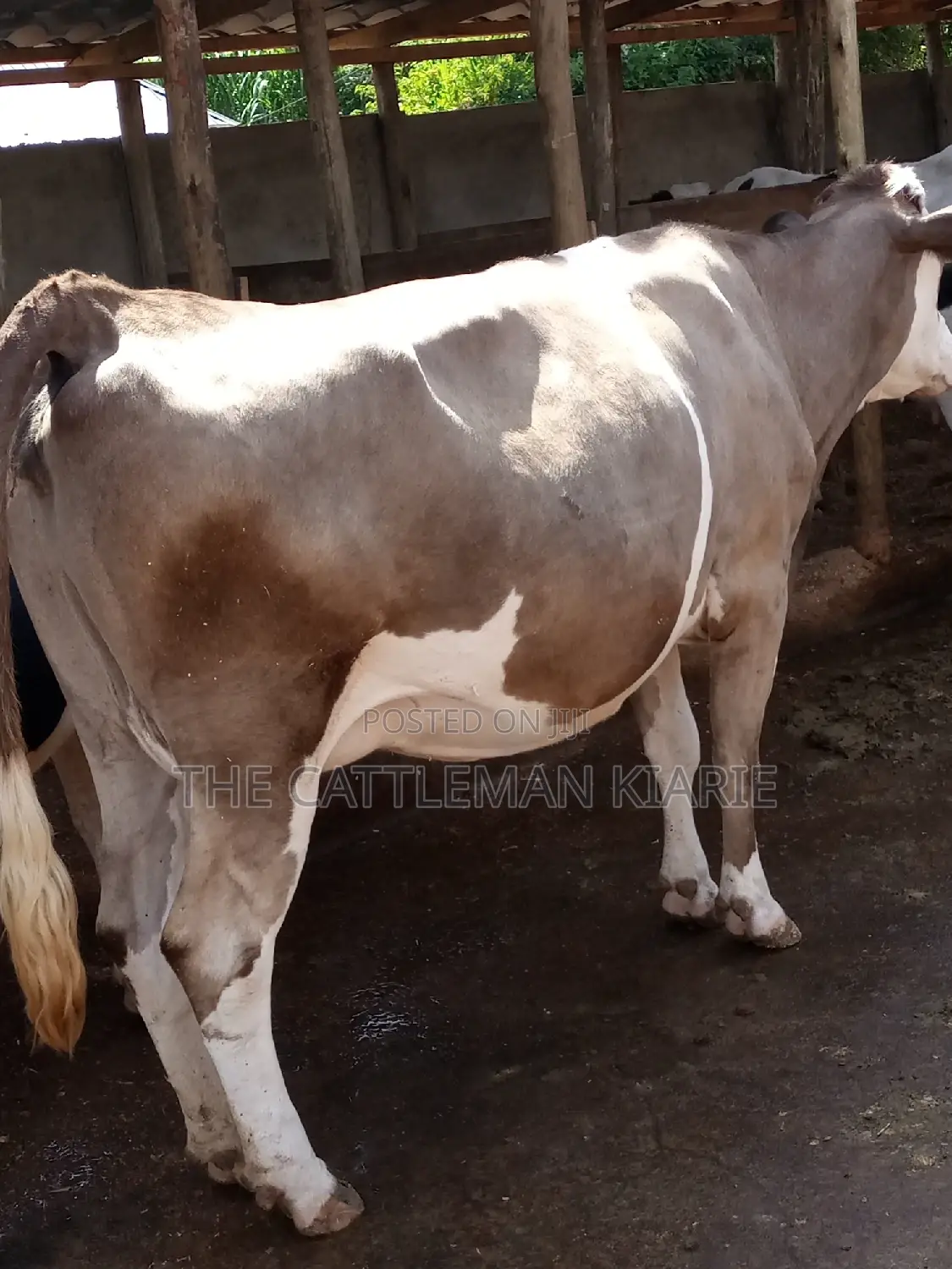Pedigree Fleckview Dairy Cow