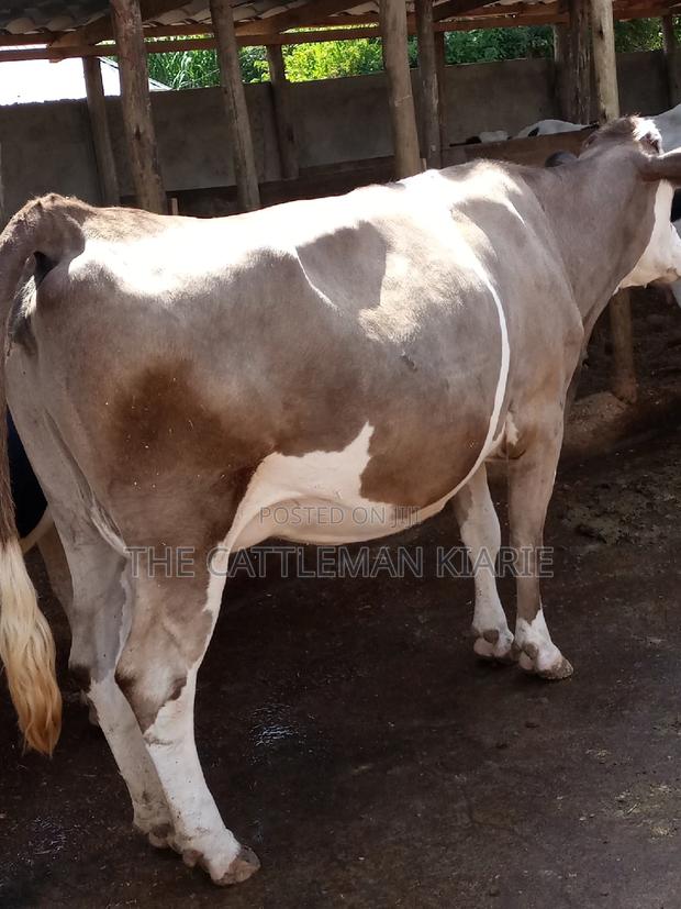 Pedigree Fleckview Dairy Cow - thumbnail 18