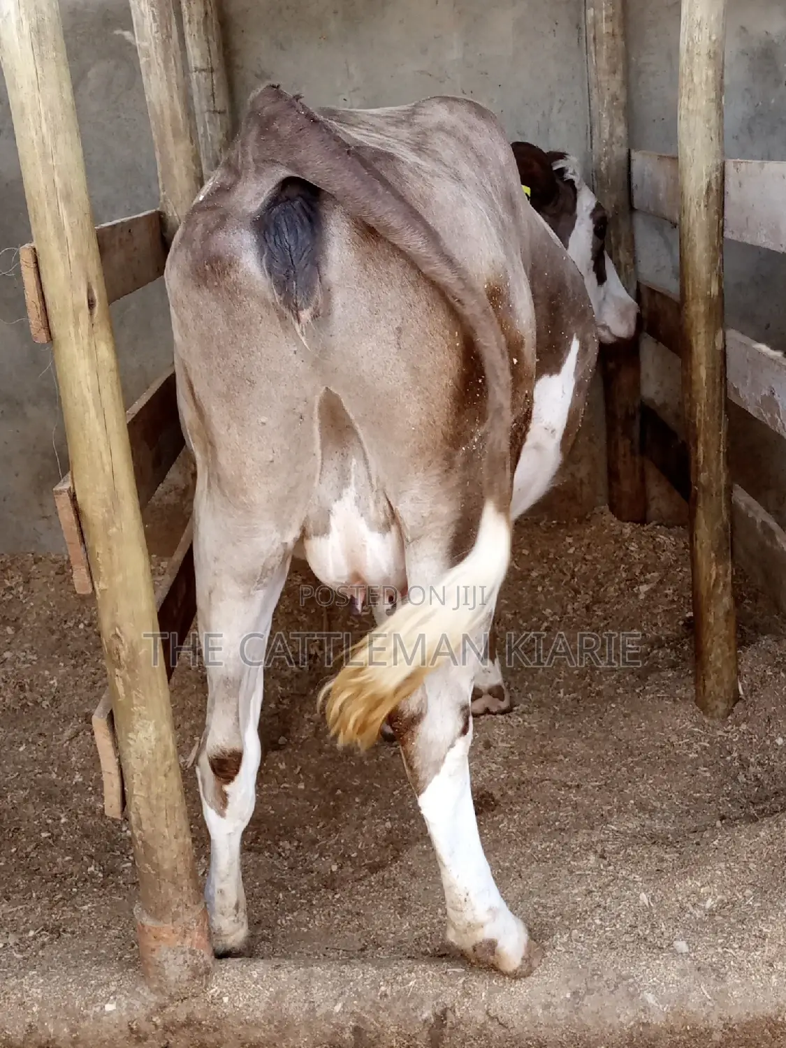 Pedigree Fleckview Dairy Cow