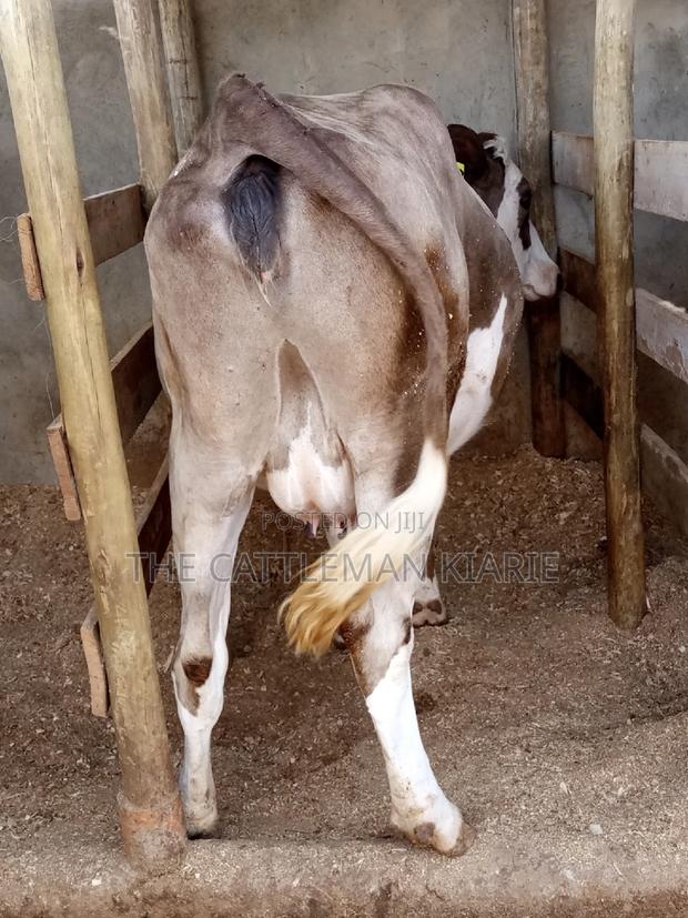 Pedigree Fleckview Dairy Cow - thumbnail 19