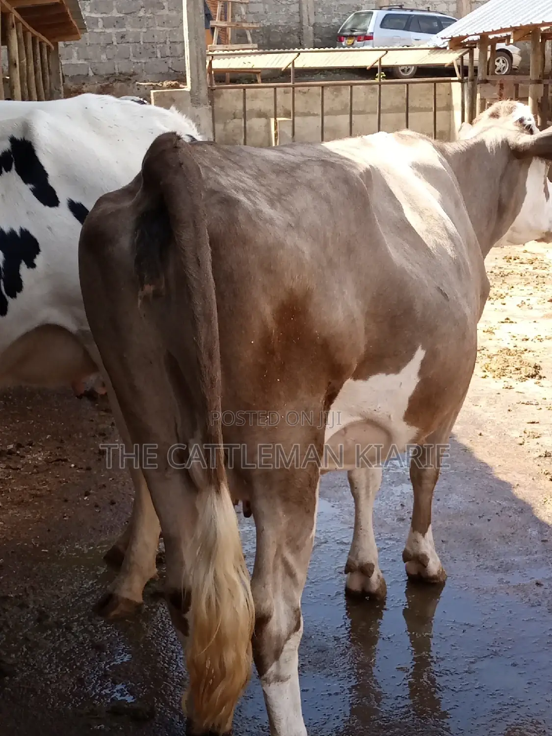 Pedigree Fleckview Dairy Cow