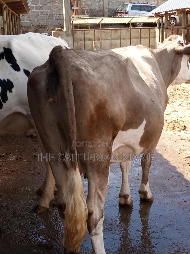 Pedigree Fleckview Dairy Cow - thumbnail 20