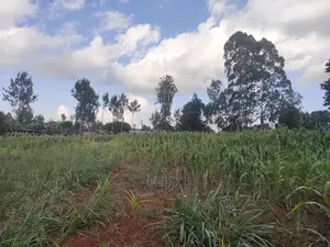 Nyeri Gatitu/Kangaita 3.7 Acres