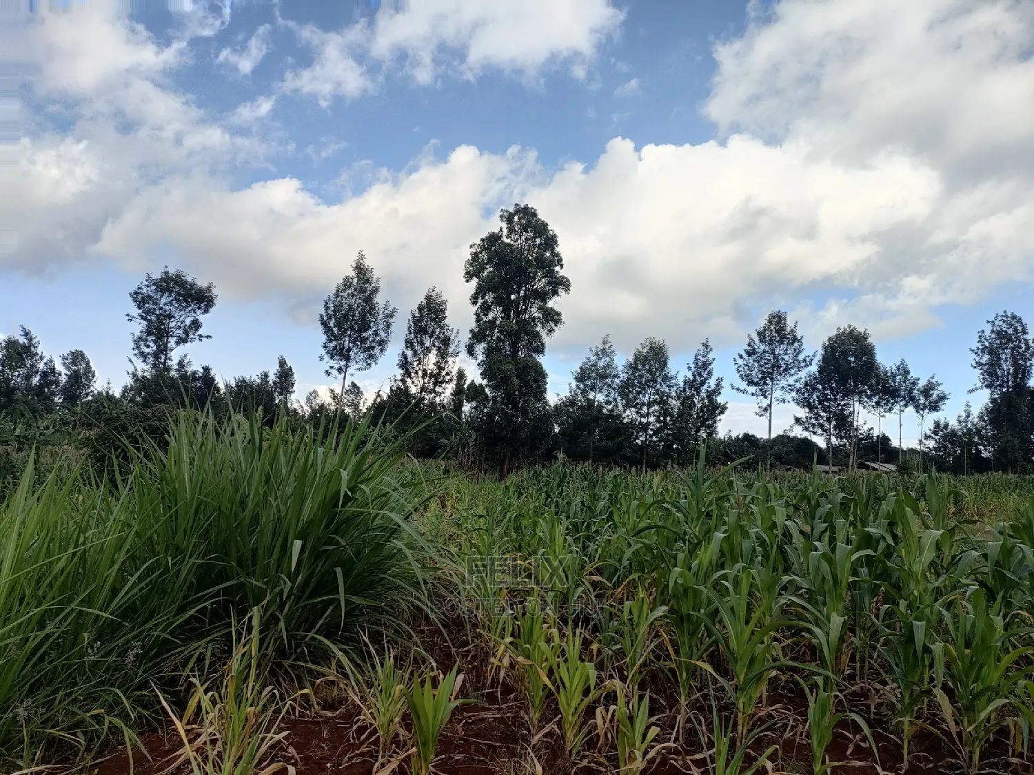Nyeri Gatitu/Kangaita 3.7 Acres