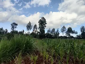 Nyeri Gatitu/Kangaita 3.7 Acres