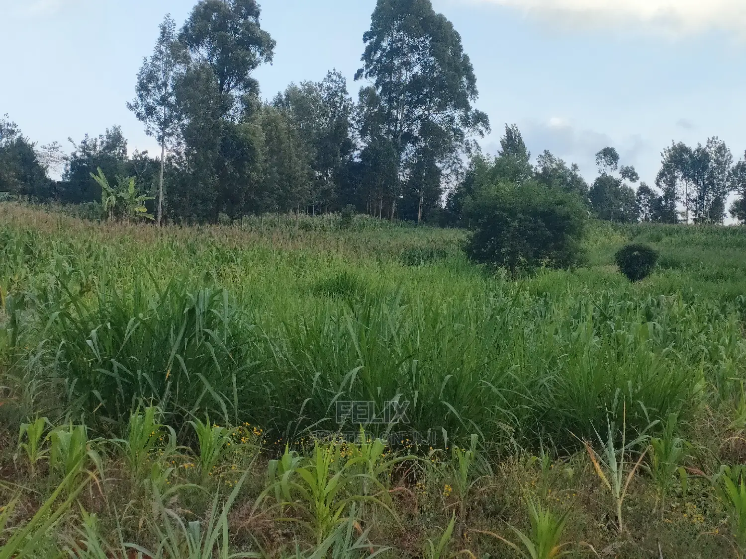 Nyeri Gatitu/Kangaita 3.7 Acres