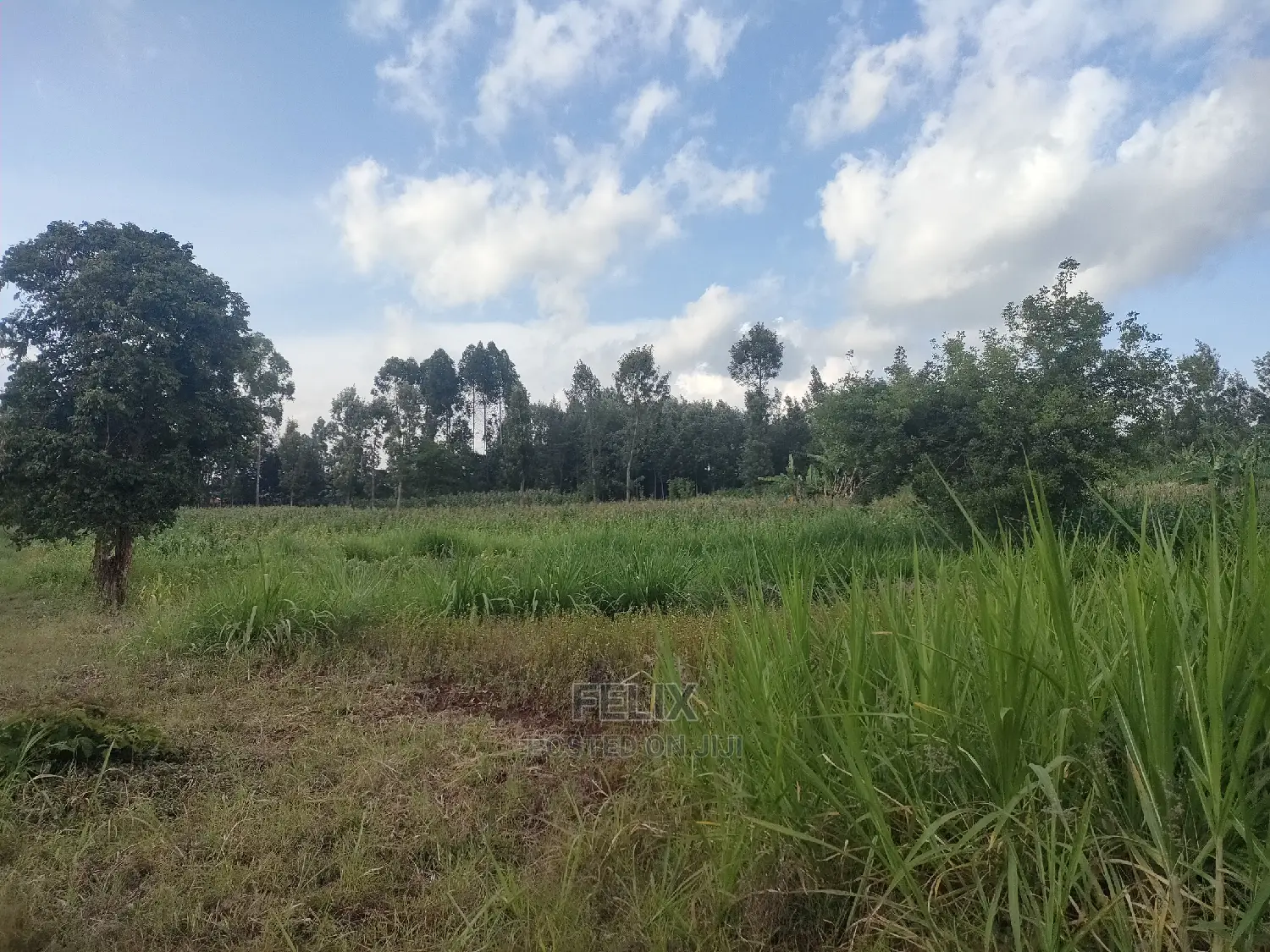 Nyeri Gatitu/Kangaita 3.7 Acres