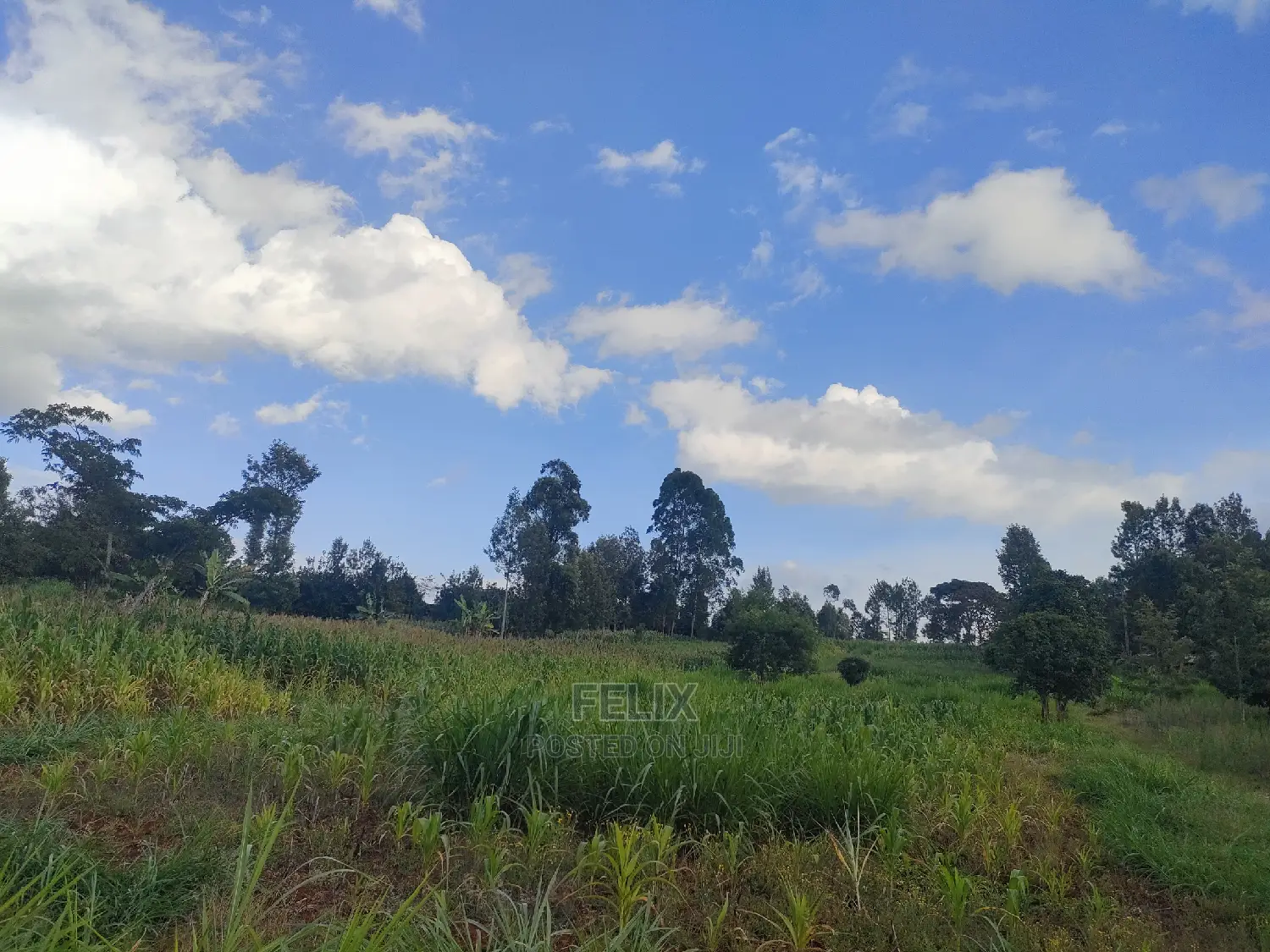 Nyeri Gatitu/Kangaita 3.7 Acres