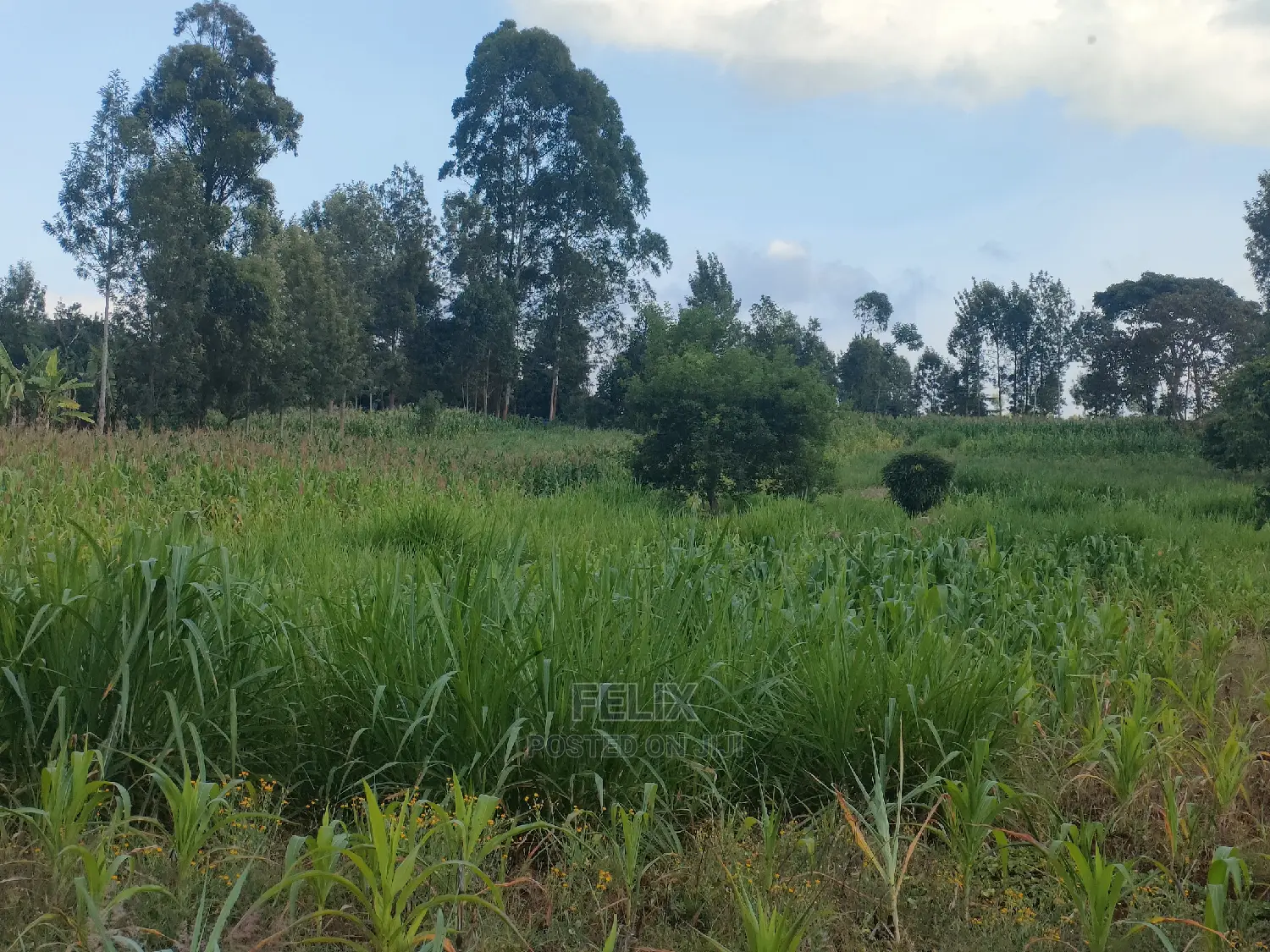 Nyeri Gatitu/Kangaita 3.7 Acres