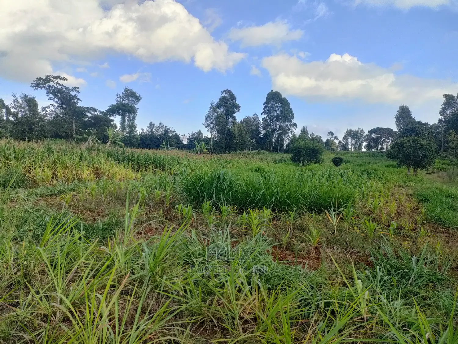 Nyeri Gatitu/Kangaita 3.7 Acres