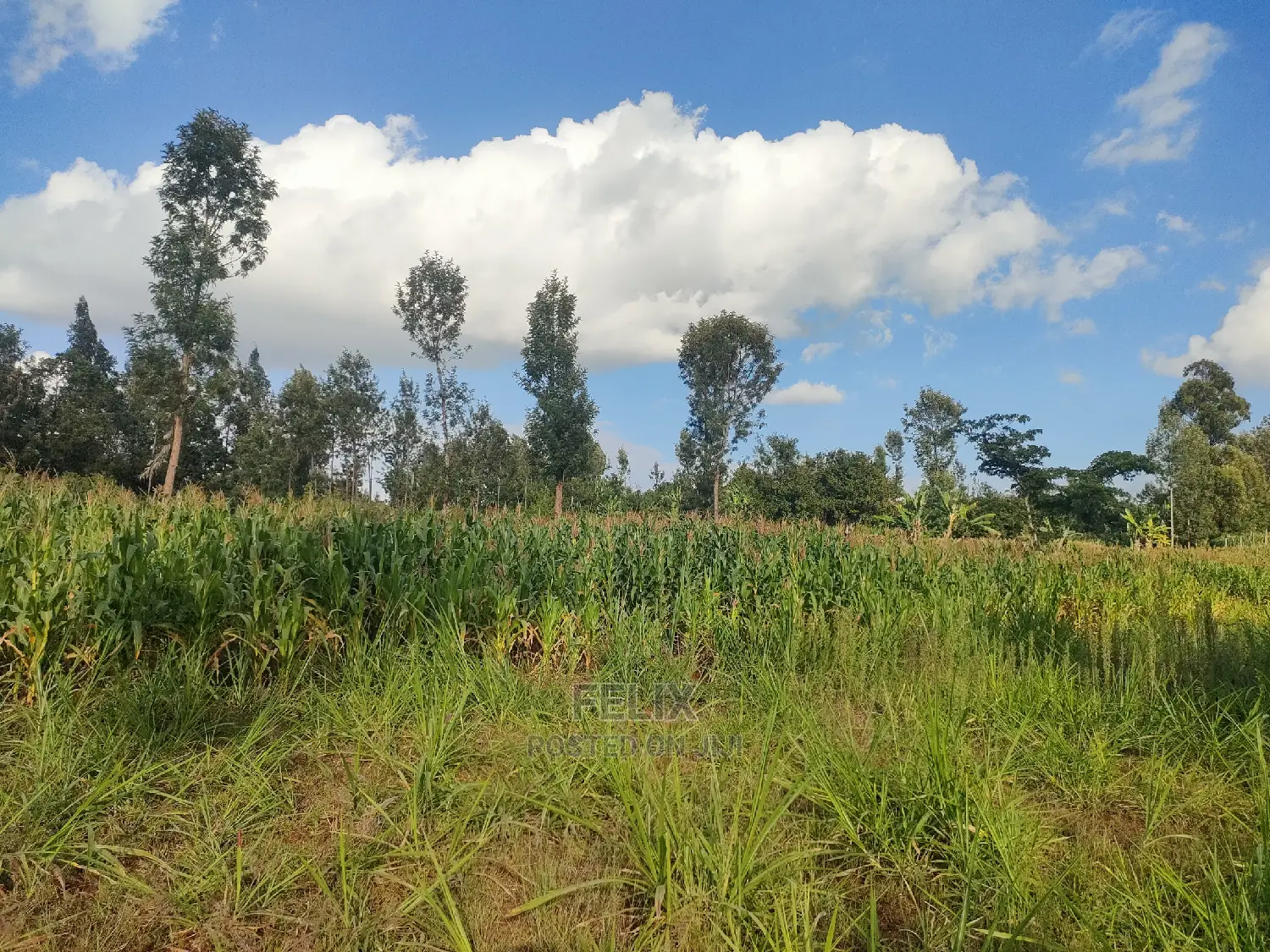 Nyeri Gatitu/Kangaita 3.7 Acres