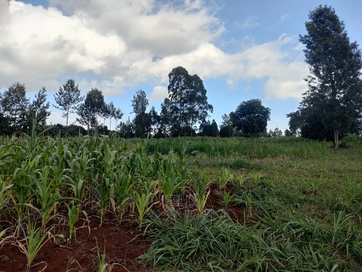 Nyeri Gatitu/Kangaita 3.7 Acres