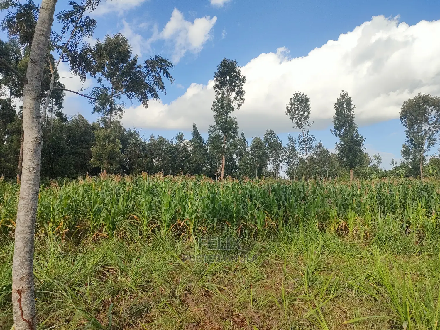 Nyeri Gatitu/Kangaita 3.7 Acres