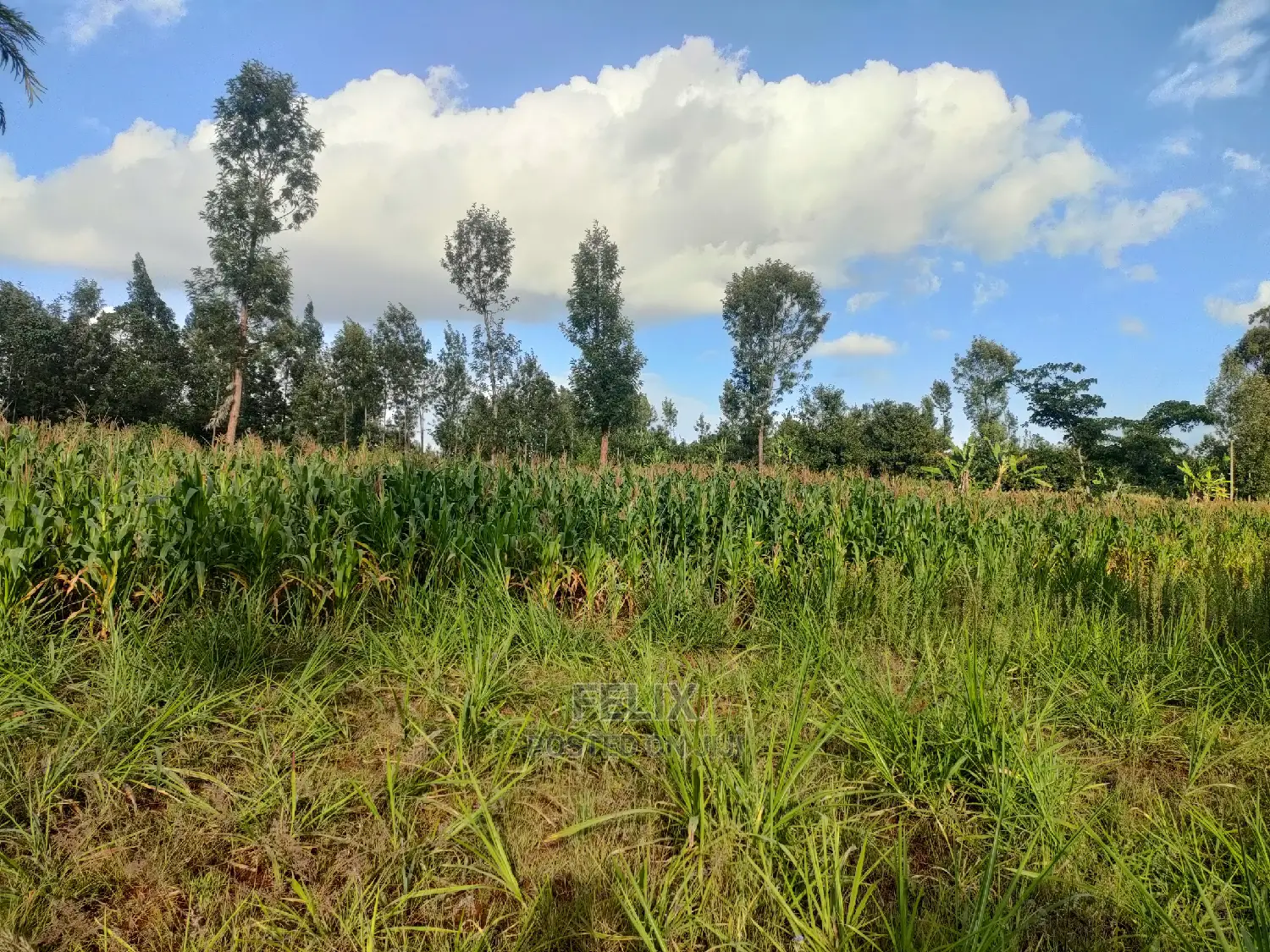 Nyeri Gatitu/Kangaita 3.7 Acres