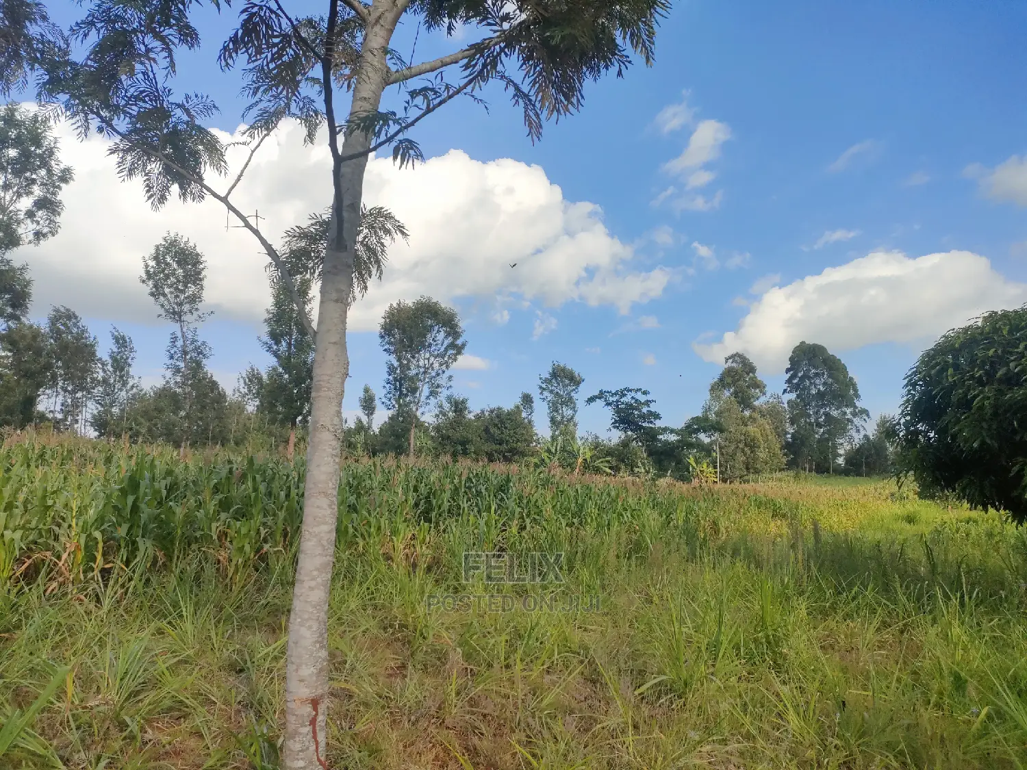 Nyeri Gatitu/Kangaita 3.7 Acres