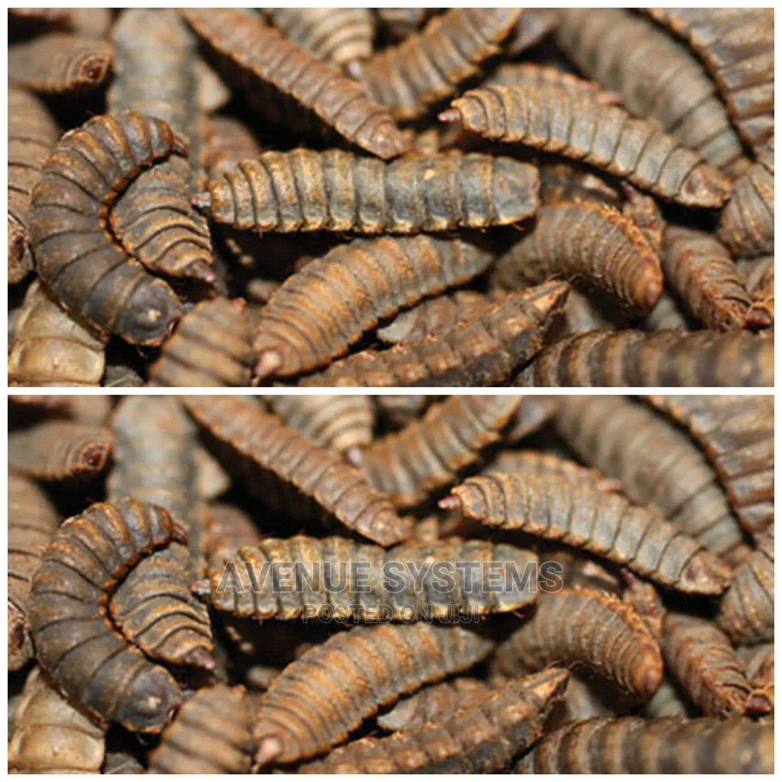 BSF Larvae Eggs
