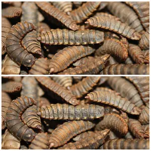 BSF Larvae Eggs