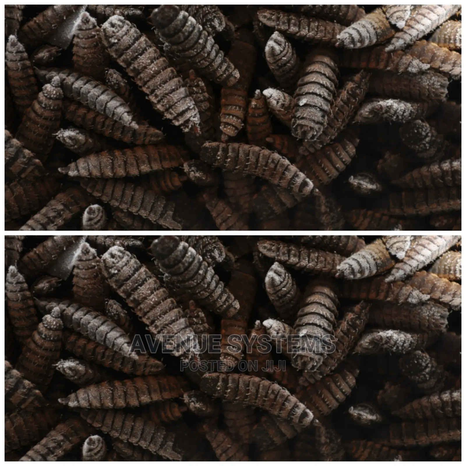 Black Soldier Fly Bsf Eggs Larvae in Nairobi Central Feeds