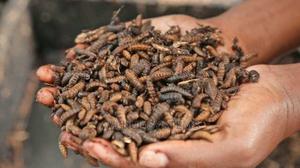 Bsf Black Soldier Fly Training Farming - main view