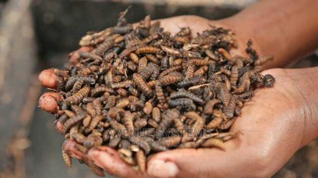 Bsf Black Soldier Fly Training Farming