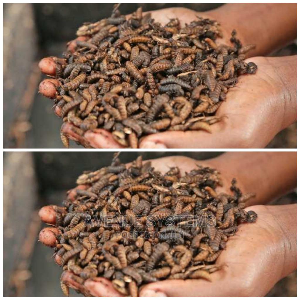 Bsf Starter Eggs Training Larvae in Nairobi Central Feeds