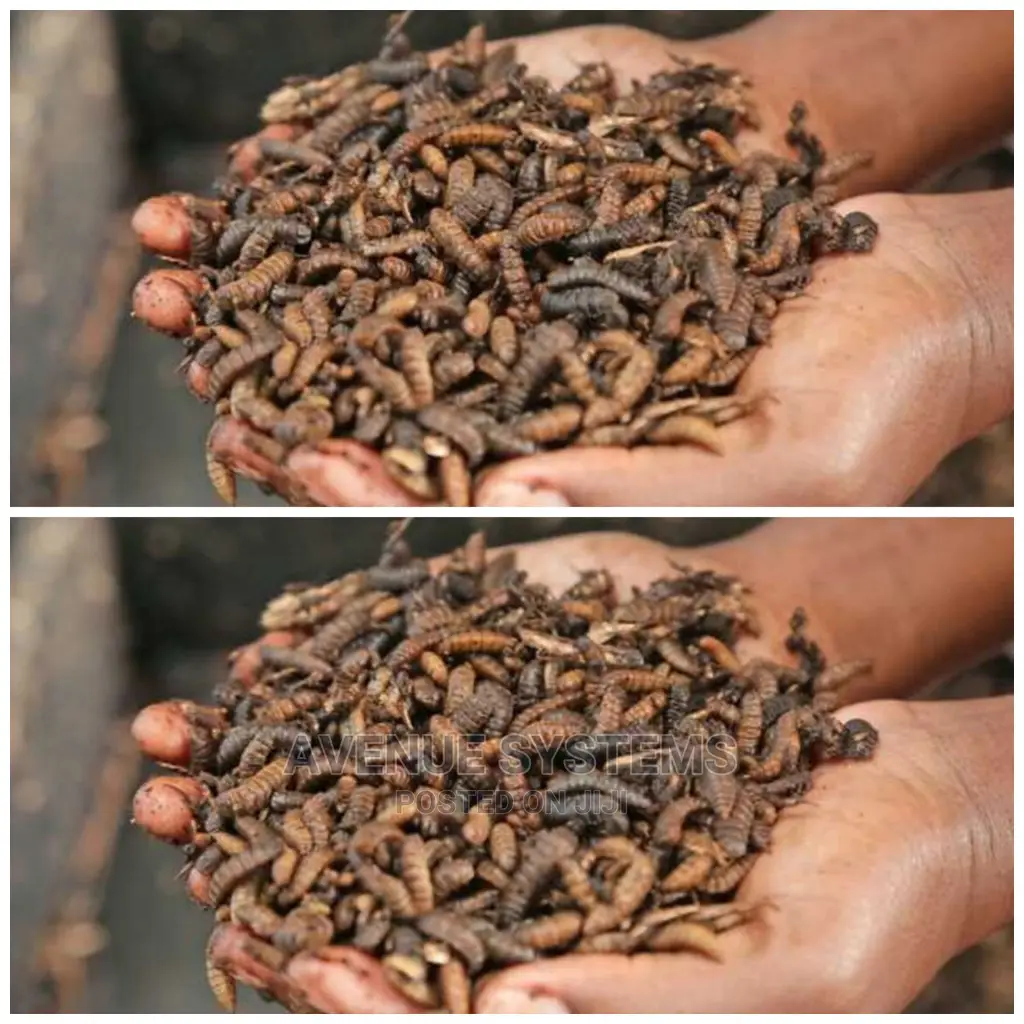 Bsf Starter Eggs Training Larvae