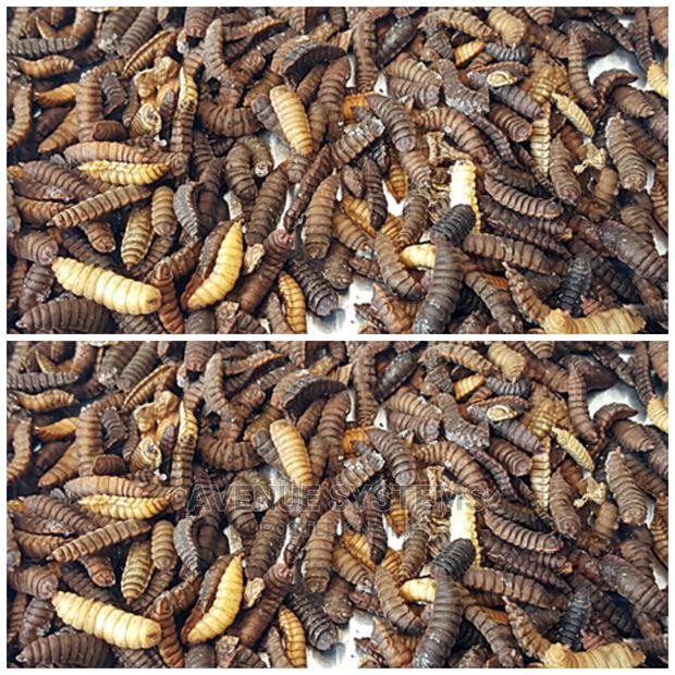 Bsf Black Soldier Fly Eggs Larvae Training