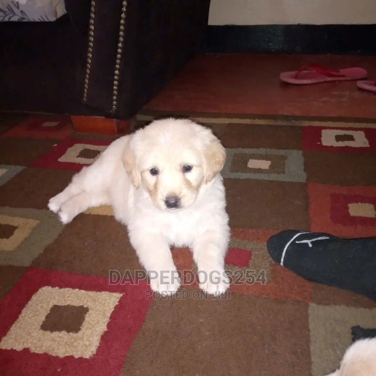 1-3 Month Male Purebred Golden Retriever