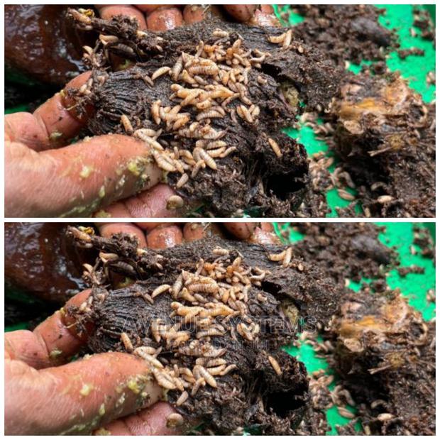 Black Soldier Fly Larvae