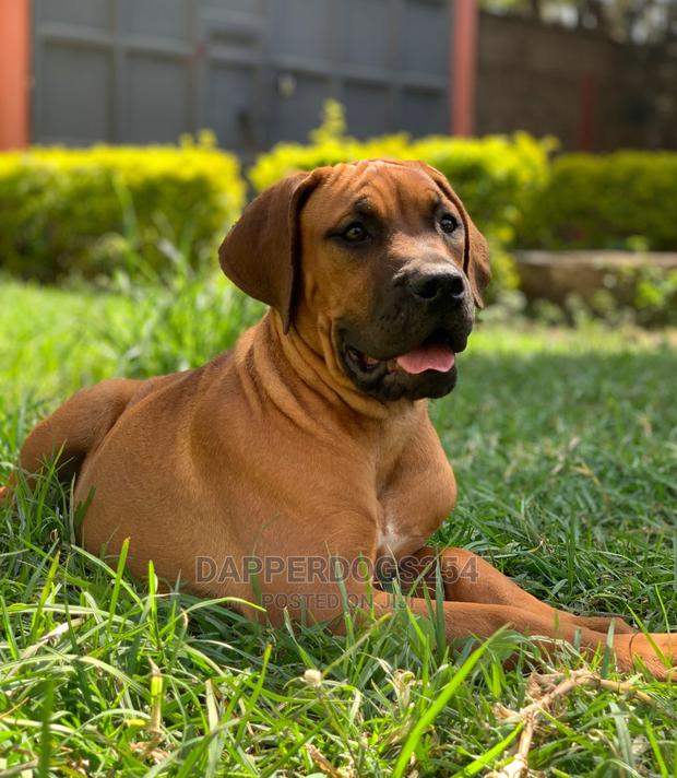 1-3 Month Female Purebred Boerboel