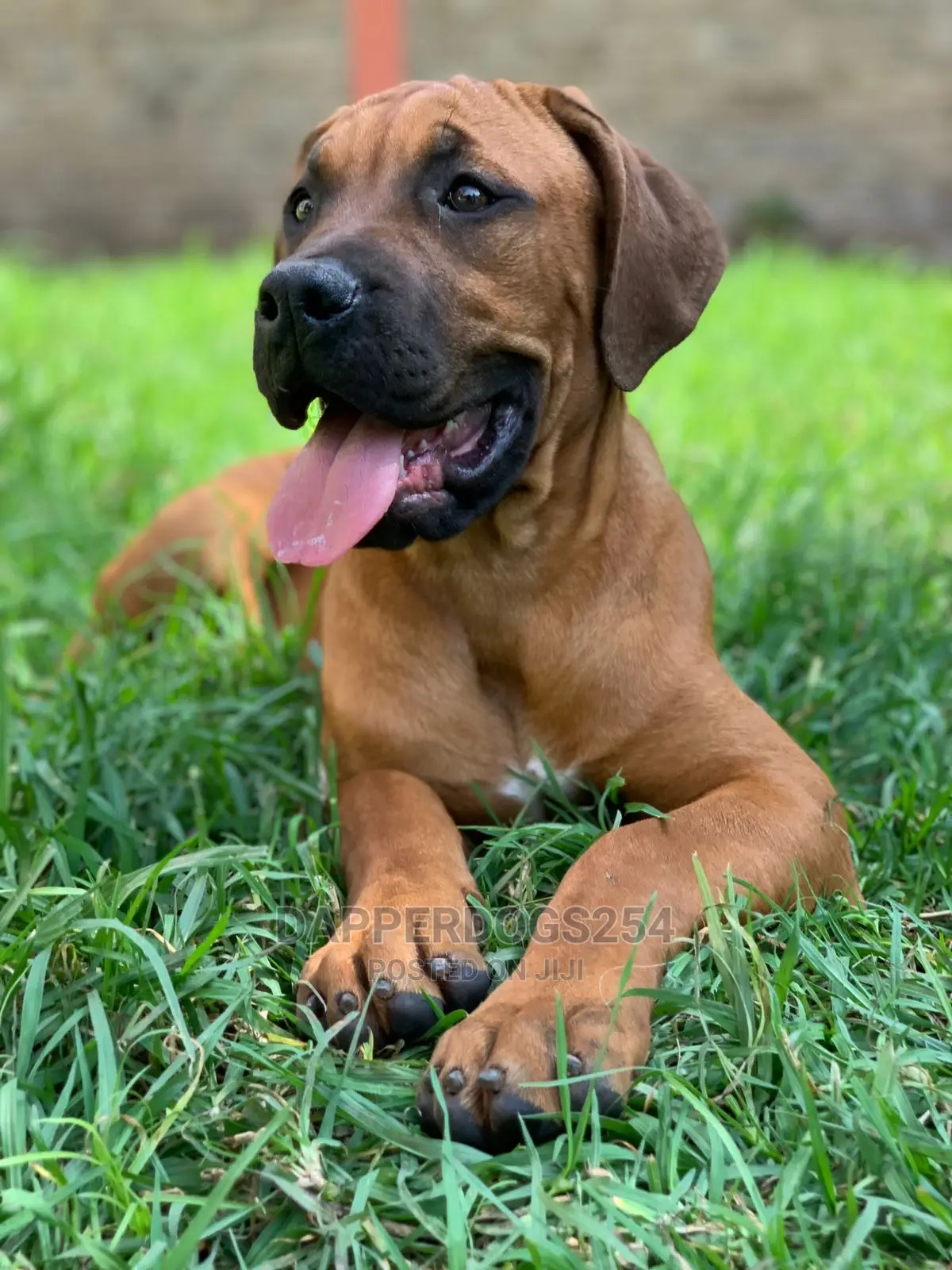 1-3 Month Female Purebred Boerboel