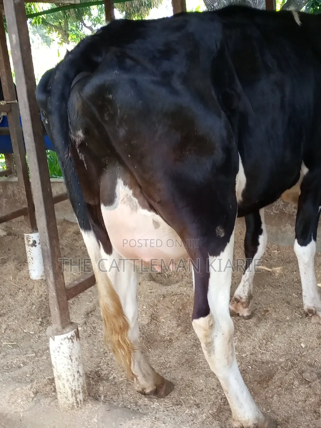 Super Friesian Dairy Cow