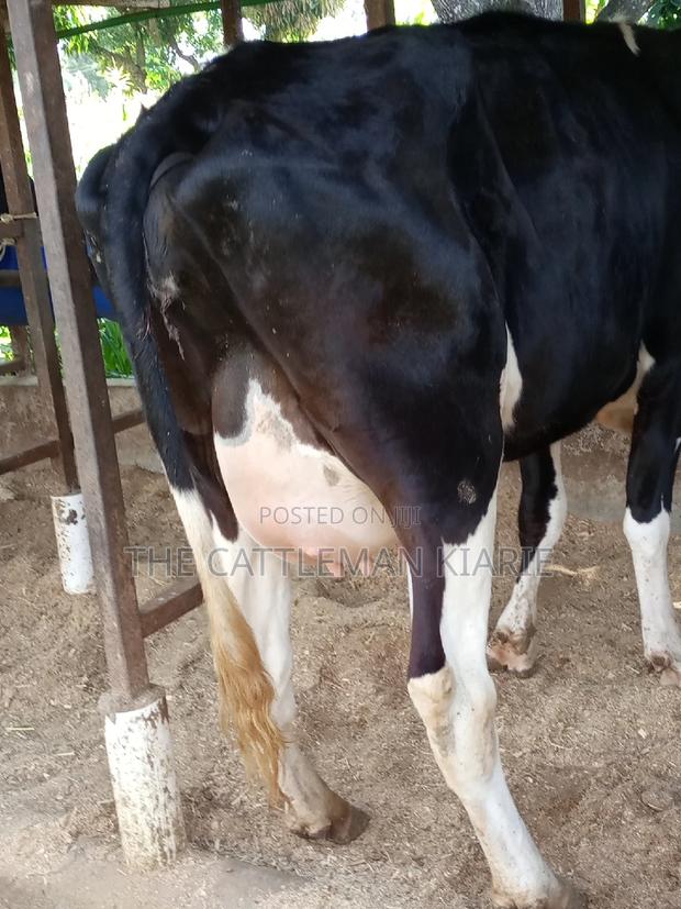 Super Friesian Dairy Cow - thumbnail 3