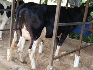 Super Friesian Dairy Cow - thumbnail 2