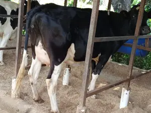 Super Friesian Dairy Cow
