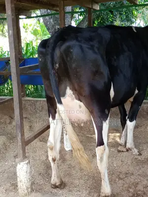 Super Friesian Dairy Cow