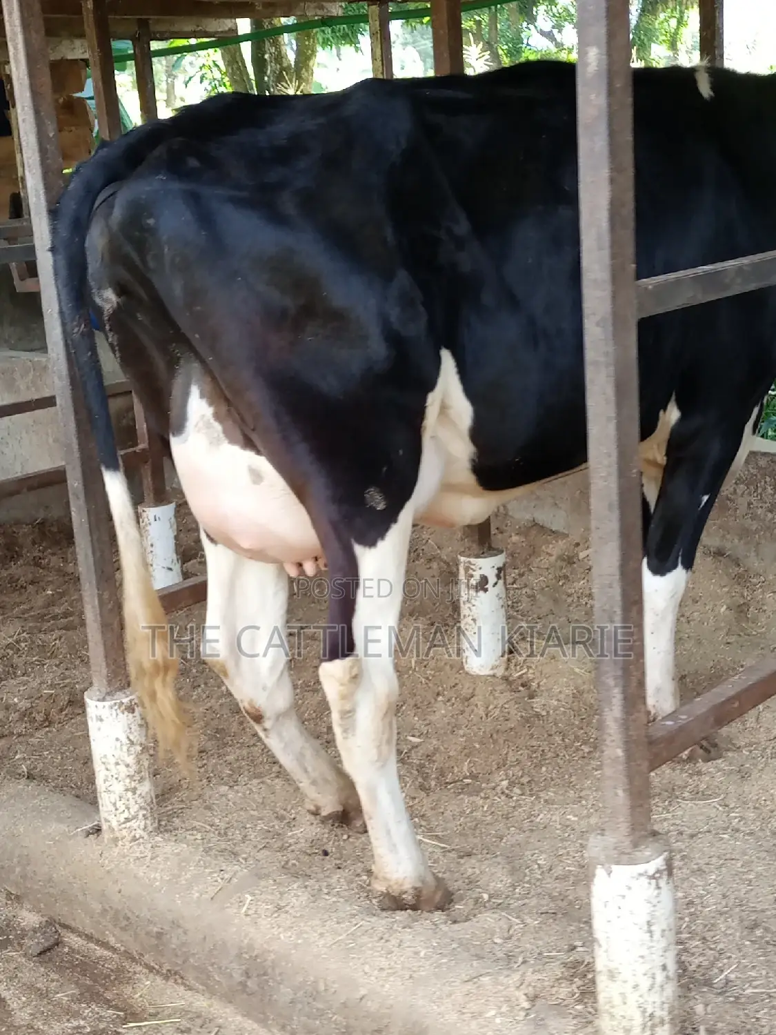 Super Friesian Dairy Cow